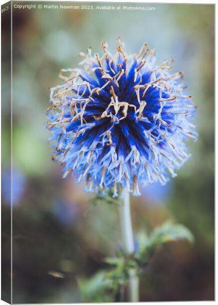 Southern Globethistle Canvas Print by Martin Newman