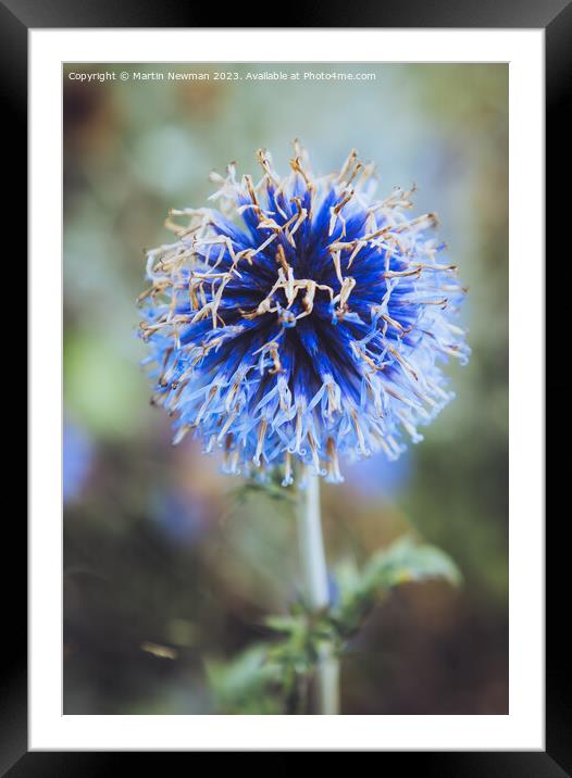 Southern Globethistle Framed Mounted Print by Martin Newman
