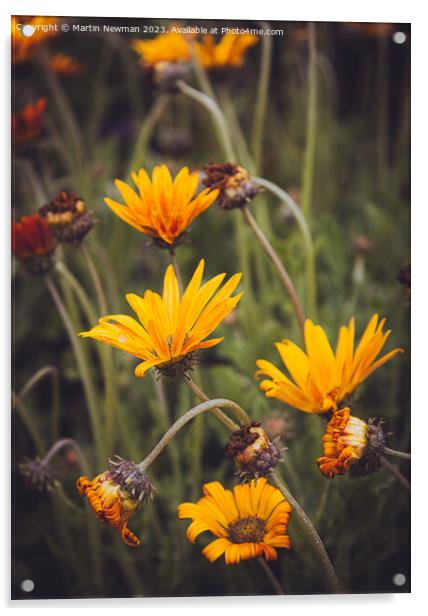 Orange Wildflower fields Acrylic by Martin Newman
