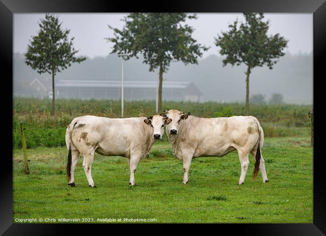 two white cows in a field from the breed pimont Framed Print by Chris Willemsen
