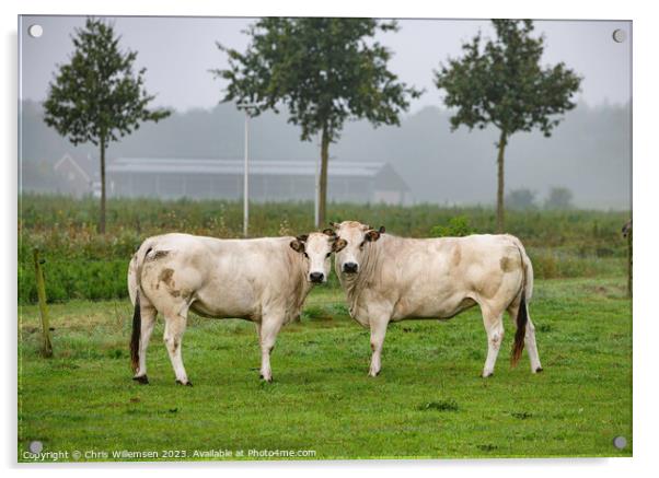 two white cows in a field from the breed pimont Acrylic by Chris Willemsen