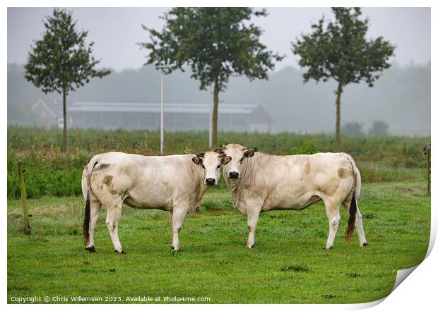 two white cows in a field from the breed pimont Print by Chris Willemsen