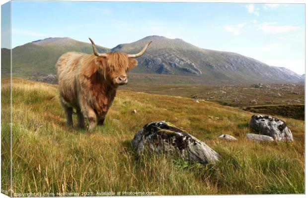A Highland cow in the mountains of Scotland Canvas Print by Chris Mobberley
