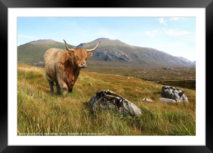 A Highland cow in the mountains of Scotland Framed Mounted Print by Chris Mobberley