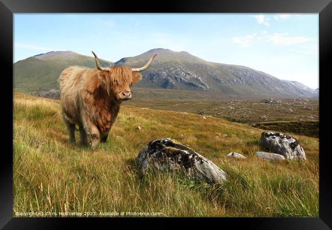 A Highland cow in the mountains of Scotland Framed Print by Chris Mobberley