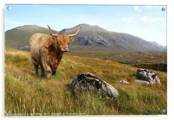 A Highland cow in the mountains of Scotland Acrylic by Chris Mobberley