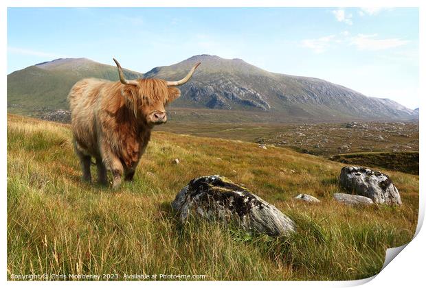 A Highland cow in the mountains of Scotland Print by Chris Mobberley