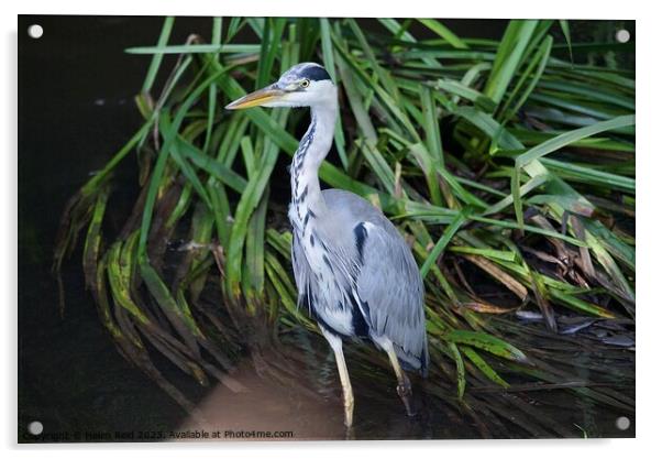 Grey Heron stood in a river in front of green leaves  Acrylic by Helen Reid