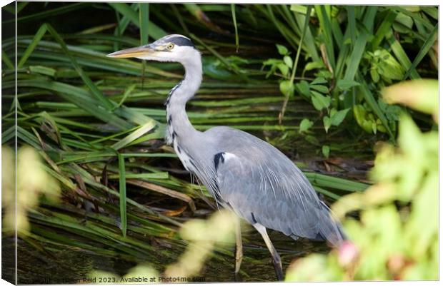 Grey Heron stood in a river in front of green leaves  Canvas Print by Helen Reid