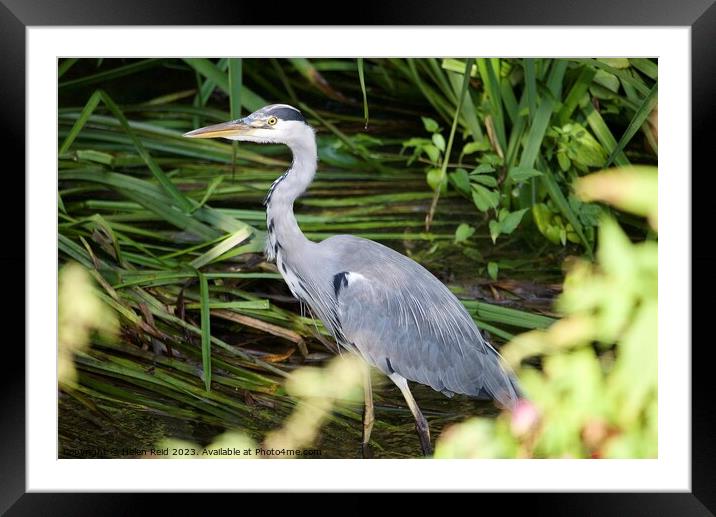 Grey Heron stood in a river in front of green leaves  Framed Mounted Print by Helen Reid