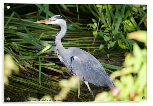 Grey Heron stood in a river in front of green leaves  Acrylic by Helen Reid