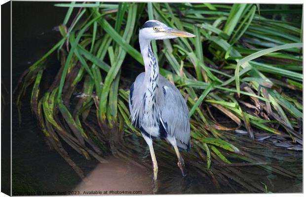 Grey Heron stood in a river in front of green leaves  Canvas Print by Helen Reid