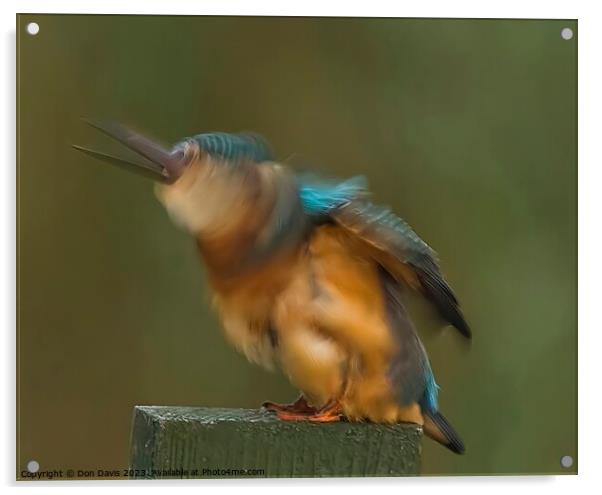 Kingfisher Acrylic by Don Davis