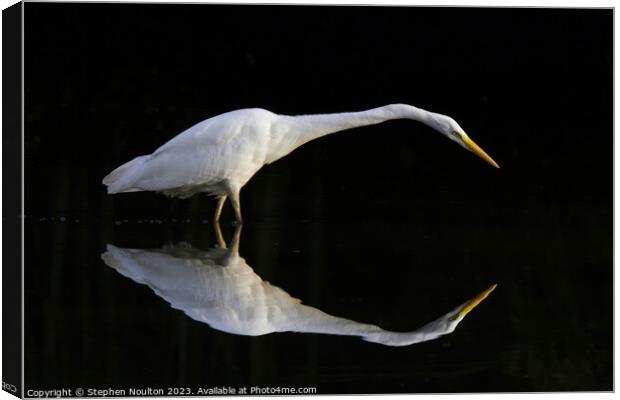 Great Egret stalking in the shadows Canvas Print by Stephen Noulton