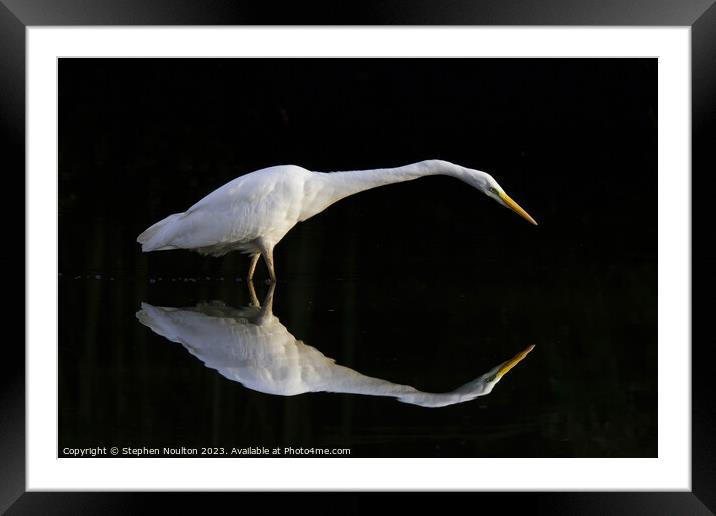 Great Egret stalking in the shadows Framed Mounted Print by Stephen Noulton