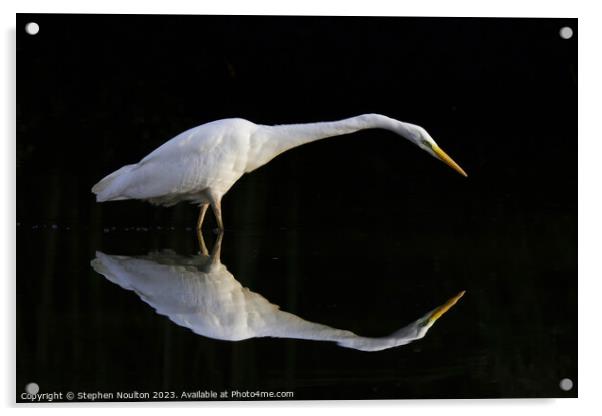 Great Egret stalking in the shadows Acrylic by Stephen Noulton