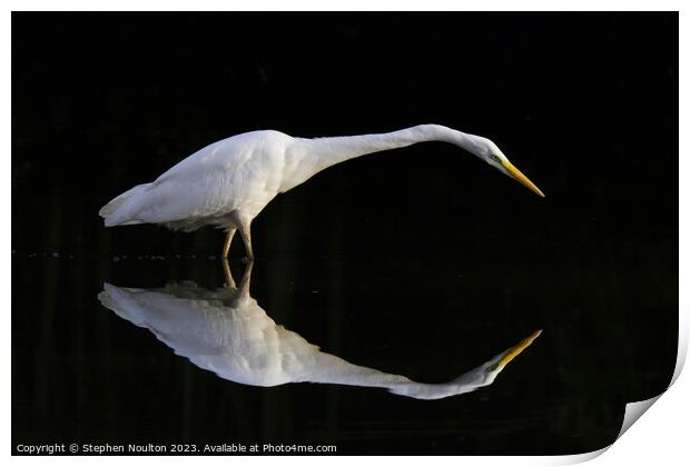 Great Egret stalking in the shadows Print by Stephen Noulton