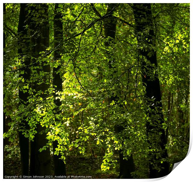 sunlit woodland Print by Simon Johnson