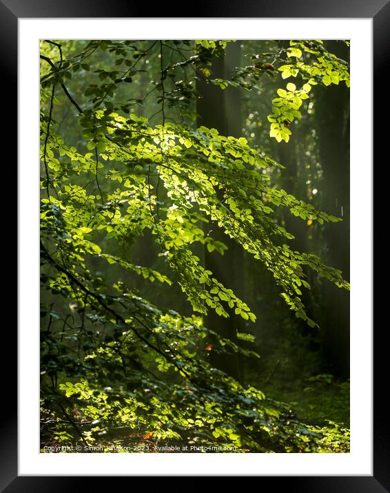 Plant tree Framed Mounted Print by Simon Johnson