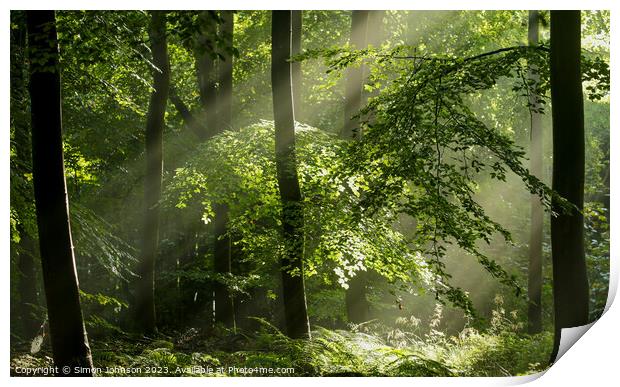 sunlit tree and woodland  Print by Simon Johnson