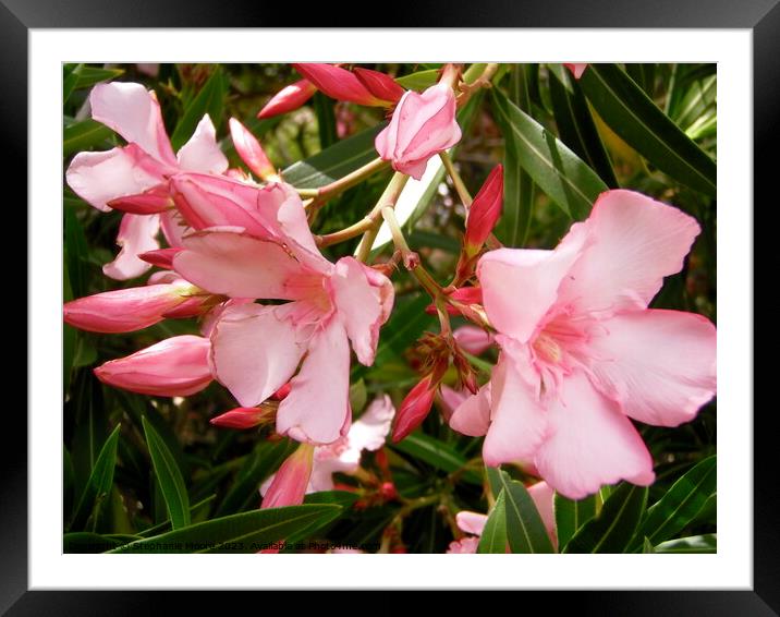 Pink Oleanders Framed Mounted Print by Stephanie Moore