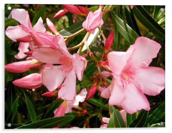 Pink Oleanders Acrylic by Stephanie Moore
