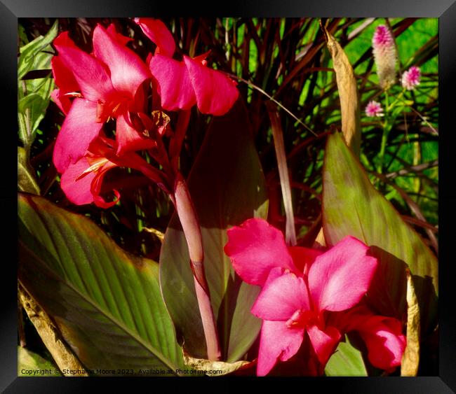Pink Calla Lilies Framed Print by Stephanie Moore