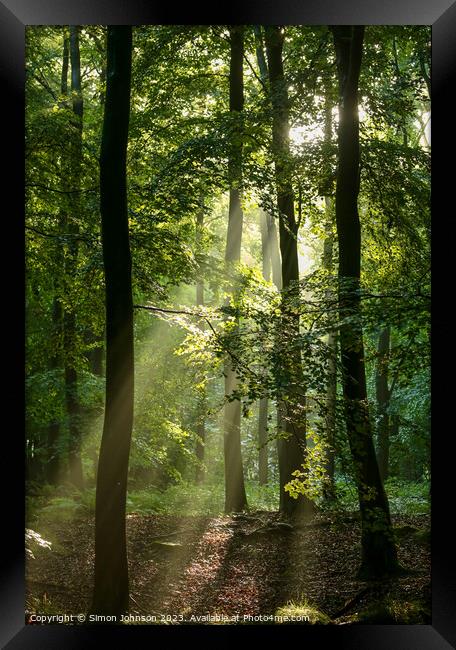 woodland light Framed Print by Simon Johnson