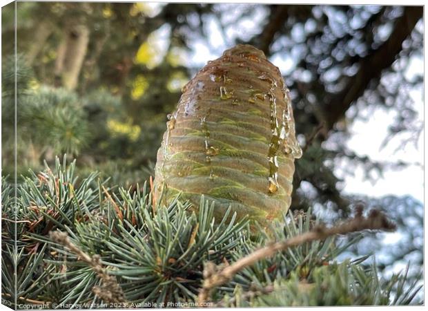 A close up of a new pine cone with sap  Canvas Print by Harvey Watson