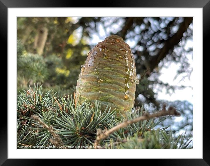 A close up of a new pine cone with sap  Framed Mounted Print by Harvey Watson