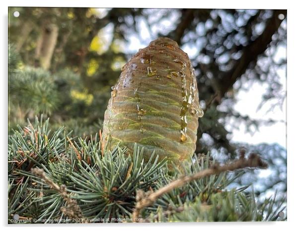 A close up of a new pine cone with sap  Acrylic by Harvey Watson