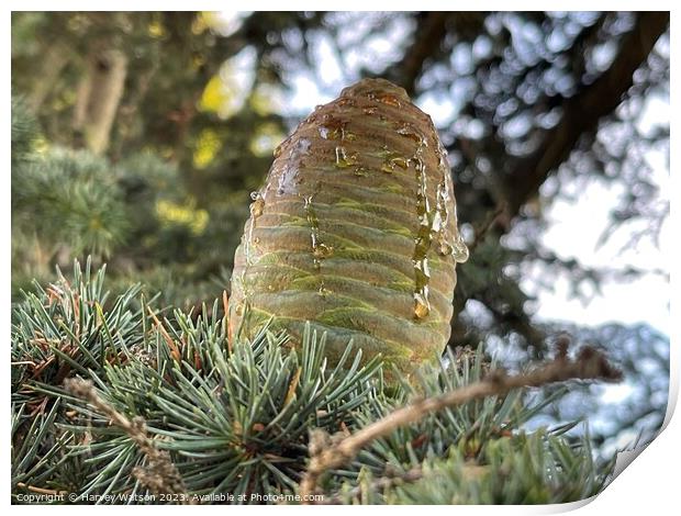 A close up of a new pine cone with sap  Print by Harvey Watson