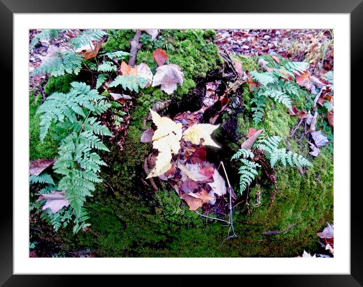 Leaves and Lichens Framed Mounted Print by Stephanie Moore