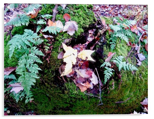 Leaves and Lichens Acrylic by Stephanie Moore