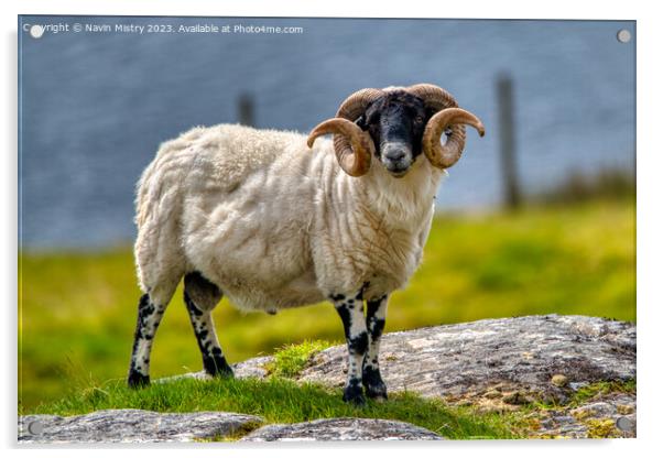 A Hebridean Ram, Isle of Harris Acrylic by Navin Mistry