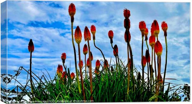 Red Hot Pokers In The Sky Canvas Print by Dave Menzies