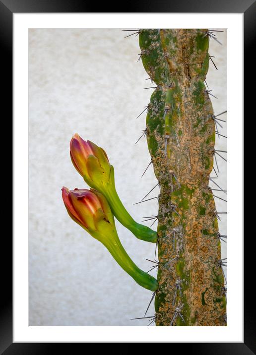 Cereus Hildmannianus Cactus With Flowers Framed Mounted Print by Artur Bogacki
