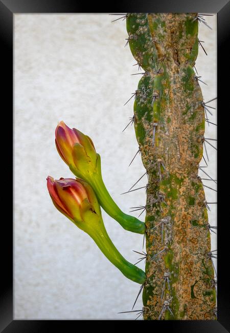 Cereus Hildmannianus Cactus With Flowers Framed Print by Artur Bogacki