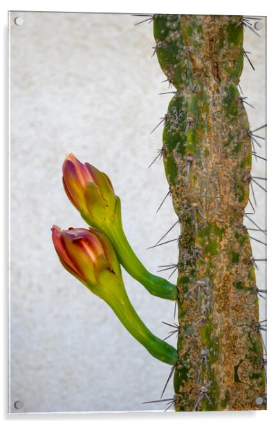 Cereus Hildmannianus Cactus With Flowers Acrylic by Artur Bogacki