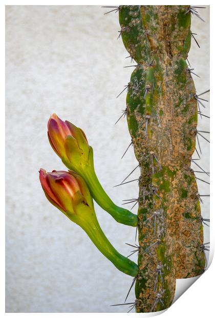 Cereus Hildmannianus Cactus With Flowers Print by Artur Bogacki