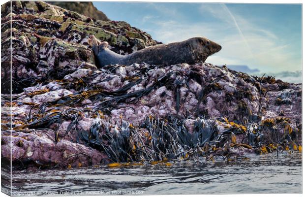 Solitary Atlantic Grey Seal atop Rocky Expanse Canvas Print by Steven Dale