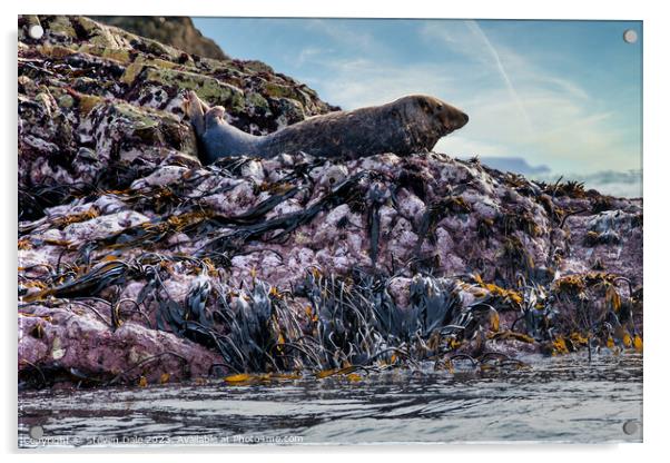 Solitary Atlantic Grey Seal atop Rocky Expanse Acrylic by Steven Dale