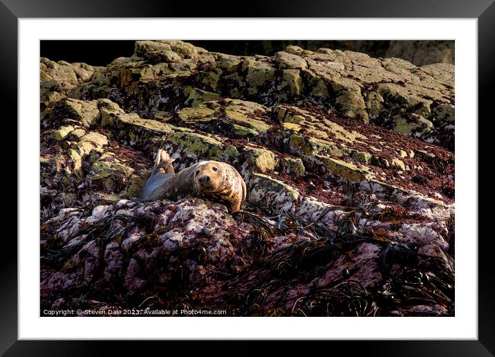 Atlantic Grey Seal Framed Mounted Print by Steven Dale