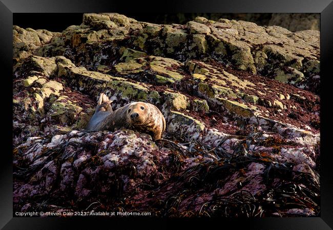 Atlantic Grey Seal Framed Print by Steven Dale