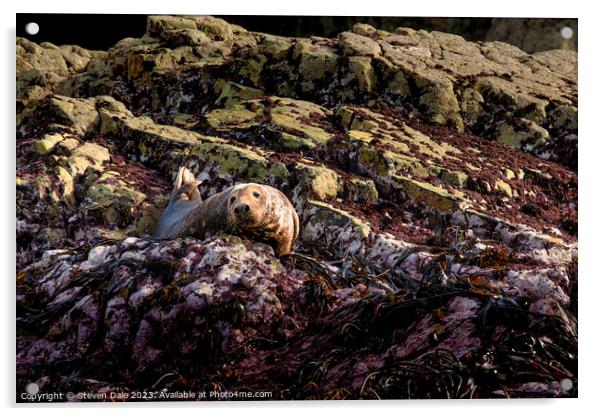 Atlantic Grey Seal Acrylic by Steven Dale
