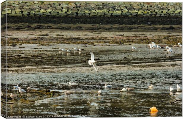 Birds harmoniously gather on River Gwaun Canvas Print by Steven Dale