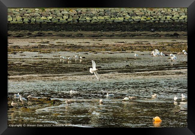 Birds harmoniously gather on River Gwaun Framed Print by Steven Dale