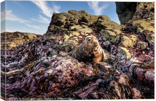 Grey Seal on rocks, Ramsey Island, Wales Canvas Print by Steven Dale