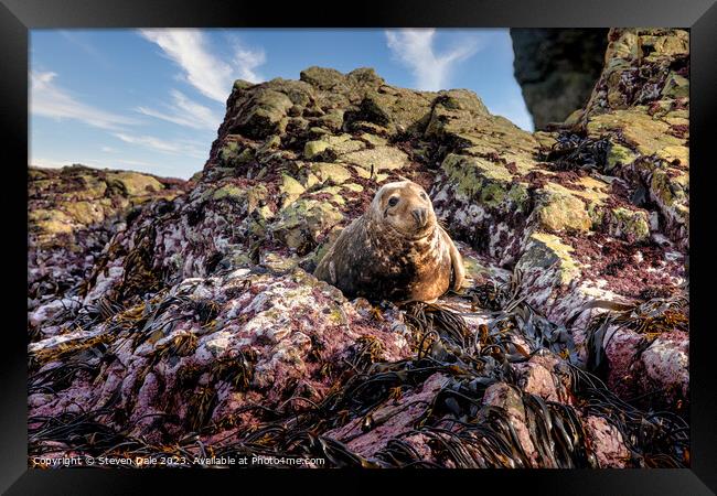 Grey Seal on rocks, Ramsey Island, Wales Framed Print by Steven Dale