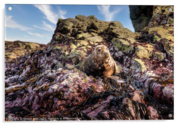 Grey Seal on rocks, Ramsey Island, Wales Acrylic by Steven Dale